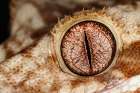 Crested gecko eyeball close-up, native to New Caledonia. Art Print